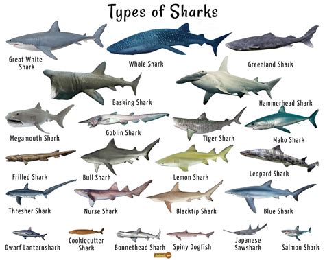 shark breeders pictures.